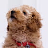 Billy the Cavoodle