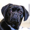 Bodhi the Pugalier