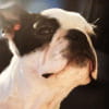 Cutlet the Boston Terrier