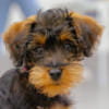 Frankie the Schnoodle