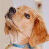 Jasper the Australian Cobberdog