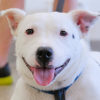 Leon the Staffie