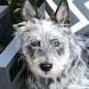 Marley the Stumpy Tailed Cattle Dog x