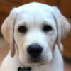Mr. Bojangles