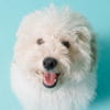 Tiggy the toy cavoodle