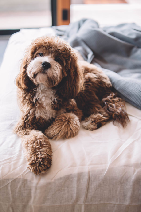 Puppy at home calm on the bed