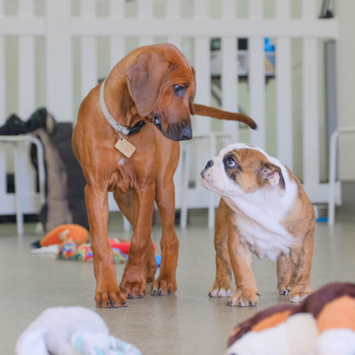 Puppies in class