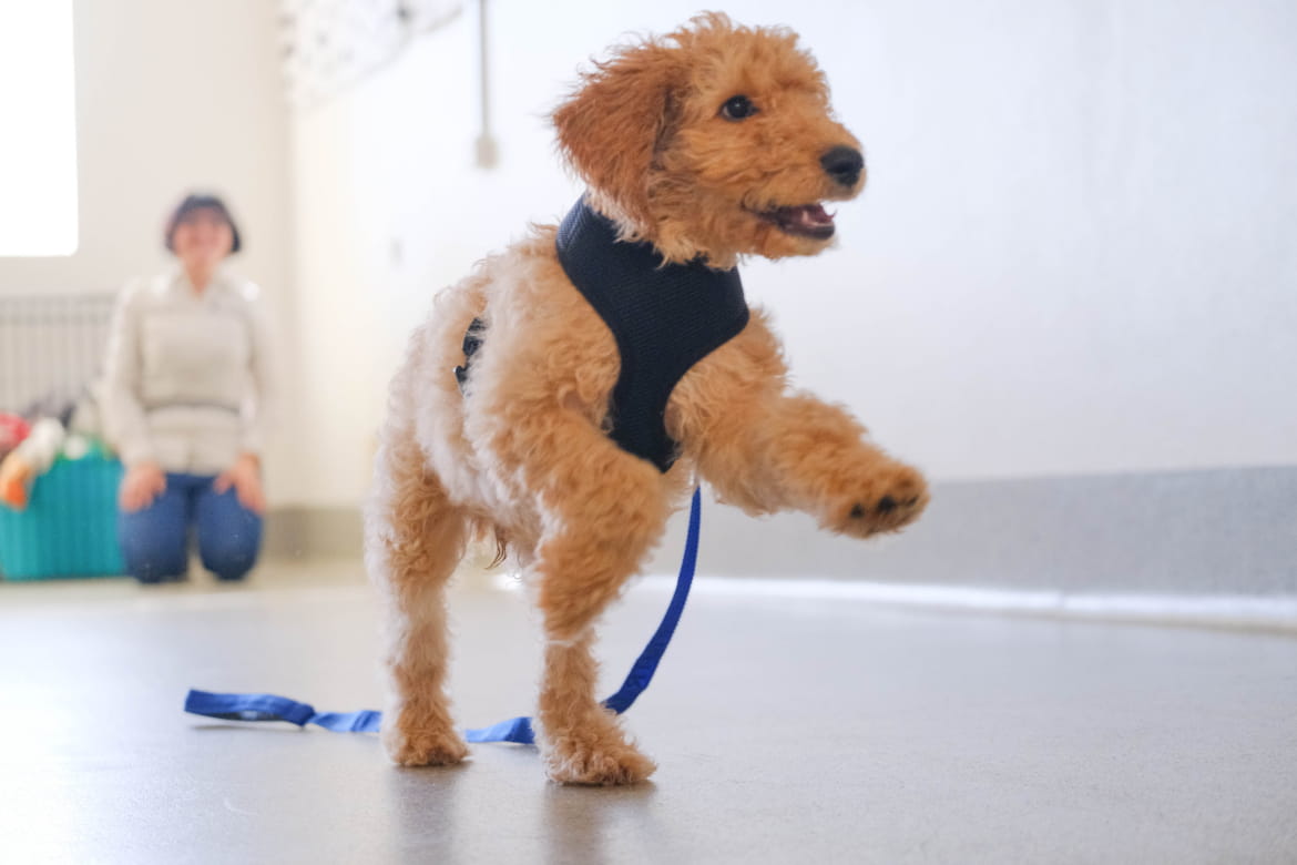 Puppy rocket recall