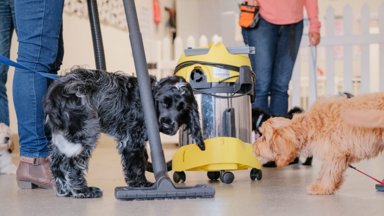 Puppy rocket recall