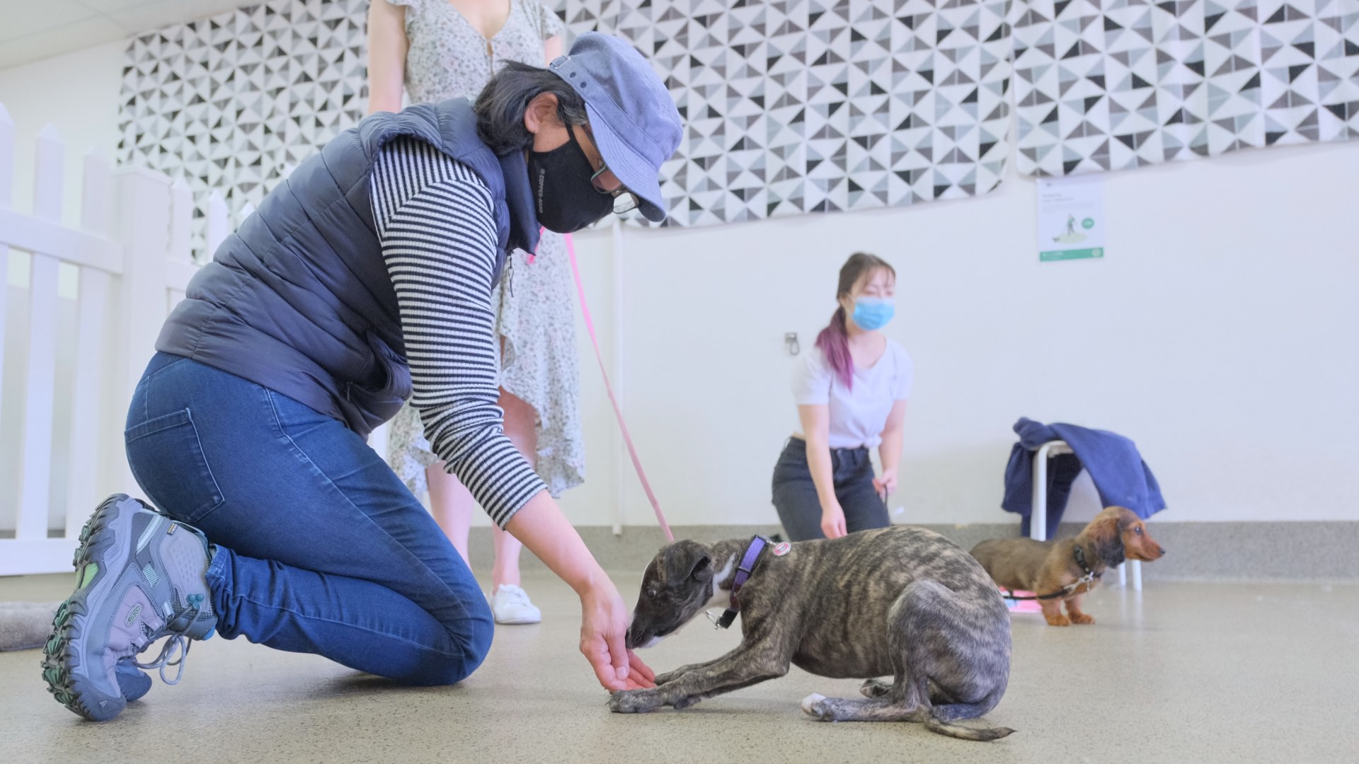 Training a dog to be calm and attentive
