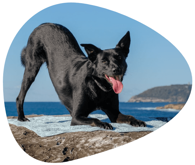Our dog Nero in a dog yoga pose