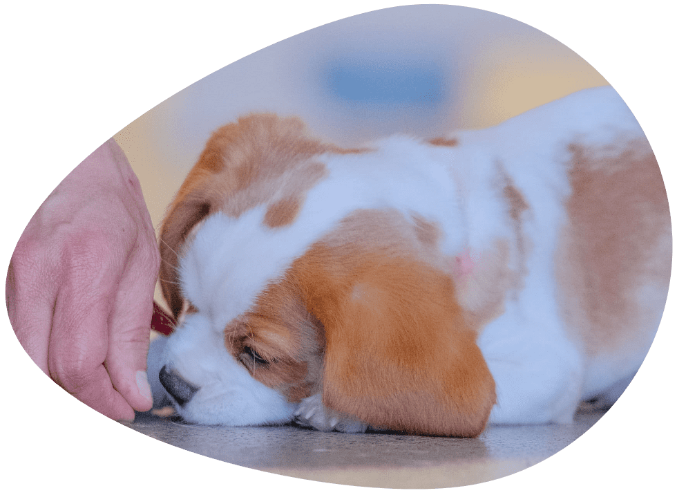 Puppy school image